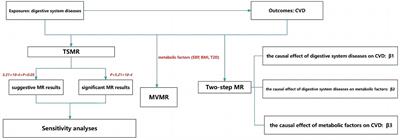 The role of digestive system diseases in cerebrovascular disease: a comprehensive Mendelian randomization study